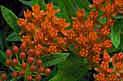 Pleurisy root, Butterfly weed photo