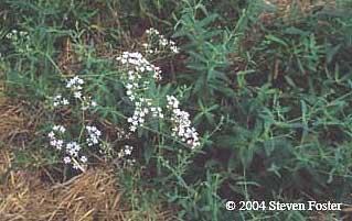 Gypsophila oldhamiana