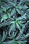 Achillea, Tu Yi Zhi Hao photo