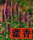 Korean Mint photo