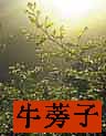 Great Burdock, Niu-Bang Zi photo