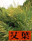 Mugwort, Ai-Ye photo