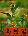 Bloodflower photo