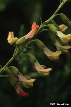 Astragalus, Huang-Qi 