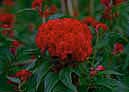 Common Cockscomb, Ji-Guan Hua photo