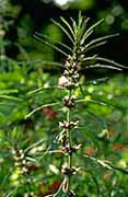 Chinese Motherwort, Yi-mu-cao photo