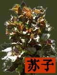 Beefsteak plant, Zi-Su-Zi photo