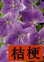 Balloon Flower, Jie-Geng photo