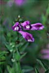 Barbed Skullcap, Ban-zhi-lian photo