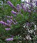 Chaste Tree, Huang-jing-zi photo