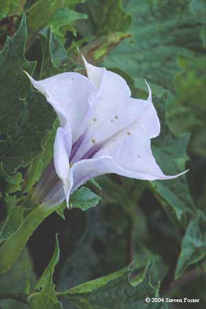 Sacred Datura, Jimson Weed