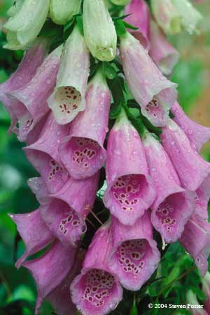 Foxglove, Digitalis