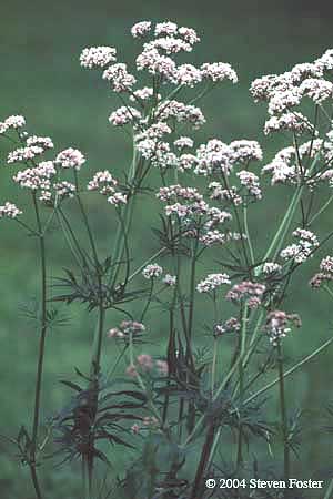 Valerian