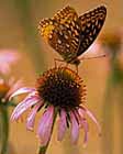 Narrow-Leaved Purple Coneflower photo