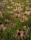 Pale-Purple Coneflower photo