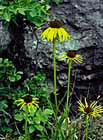 Yellow 'Purple' Coneflower photo