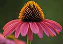 Purple Coneflower photo