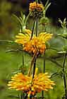Leonotis nepeta photo