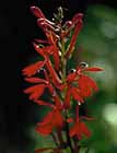 Cardinal Flower photo