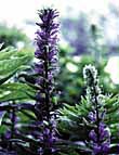 Great blue lobelia photo