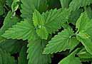 Catnip photo