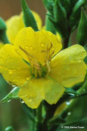 Evening Primrose photo