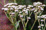 Wild Quinine photo
