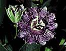 Passion Flower photo