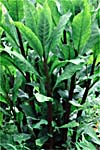 Pokeweed photo