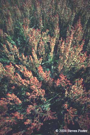 Sheep Sorrel
