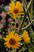Compass Plant photo