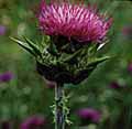Milk Thistle photo
