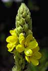 Mullein photo
