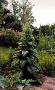Mullein photo