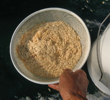 seed saving